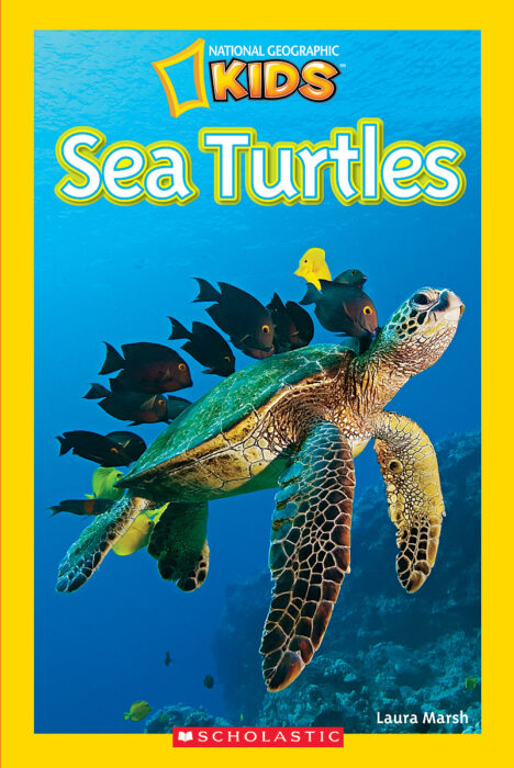 Cover of Sea Turtles